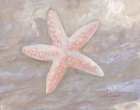 Impressions of Shells II - Starfish - Peach Art Print