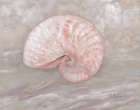 Impressions of Shells III - Nautilus - Peach Art Print