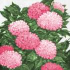 Impressions of Hydrangeas II - Pink Art Print