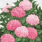 Impressions of Hydrangeas III - Pink Art Print