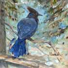 Stellers Jay Art Print