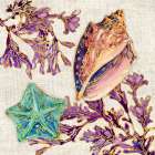 Spectrum Shells IV ├óΓé¼ΓÇ£ Natural Art Print