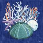 Monterey Urchin I Art Print