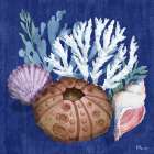 Monterey Urchin II Art Print