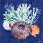 Monterey Urchin III Art Print