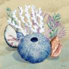 Monterey Urchin IV- Sand Art Print