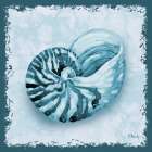 Perth Shells II Coastal Print