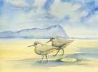 Western Sandpipers with Sand Dollar Art Print