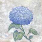 Garden Glory - Hydrangea Single I Art Print