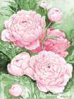Impressions of Peonies III - Pink Art Print