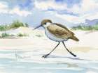Inlet Beach Sandpiper - Running Art Print