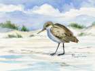 Inlet Beach Sandpiper - Standing Art Print