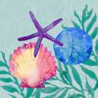 Tampico Shells II Art Print