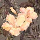 Hibiscus Bunch I - Peach Art Print