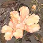 Hibiscus Bunch III - Peach Art Print