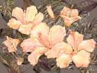 Hibiscus Bunch Horizontal - Peach Art Print