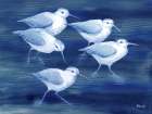 Sandpiper Spray Horizontal I Art Print