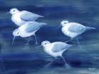 Sandpiper Spray Horizontal II Art Print