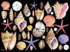 Native Shells Horizontal Art Print