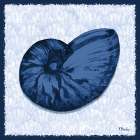 Onslow Shell IV Art Print