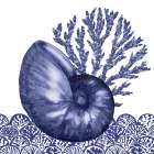 Shadow Shell IV Art Print