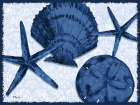 Onslow Shell Horizontal Art Print