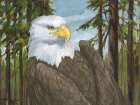 Eagles View Horizontal Art Print