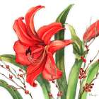 Red Amaryllis and Holly Art Print
