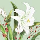 White Amaryllis and Holly Art Print