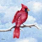 Cardinal Flurry I Art Print