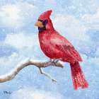Cardinal Flurry II Art Print