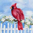 Spring Cardinal II Art Print