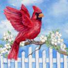 Spring Cardinal III Art Print