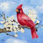 Spring Cardinal IV Art Print
