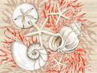 Coral White Shells Horizontal Art Print
