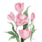 Province Tulips Art Print