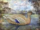 Female Mallard Pond Horizontal Art Print
