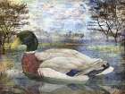 Male Mallard Pond Horizontal Art Print