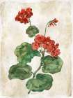 Floral Journal VI Art Print
