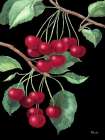 Ruby Strawberries Vertical Floral Print