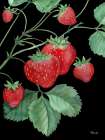 Ruby Cherries Vertical Art Print