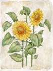 Floral Journal IX Art Print