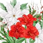Amaryllis and Poinsettias Art Print