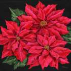Poinsettia Trio Art Print