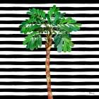Bora Bora Palm Tree I - Stripes Art Print