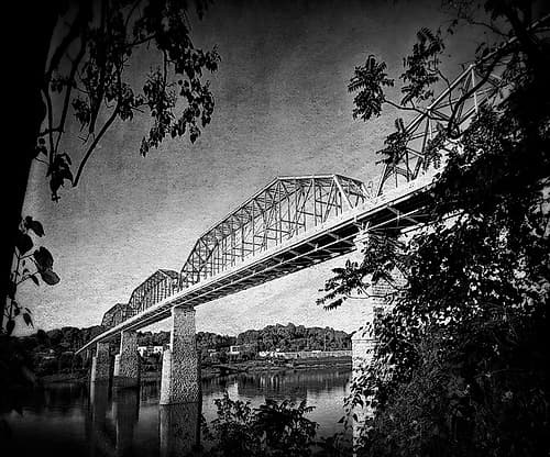 Afternoon Walnut BW Photography Print