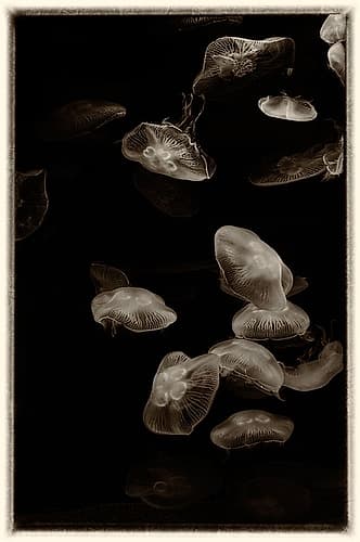 Antique Jellies 1 Art Print