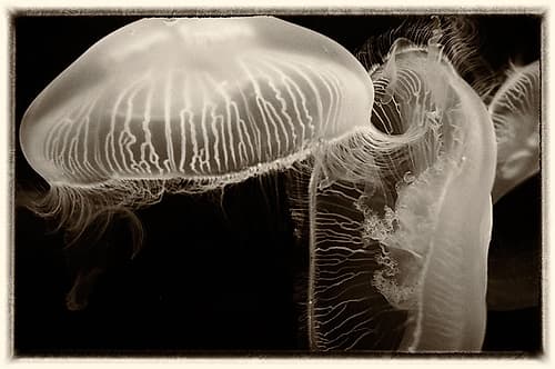 Antique Jellies 2 Art Print