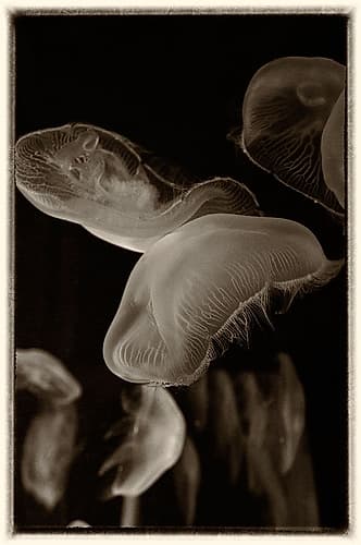 Antique Jellies 3 Art Print