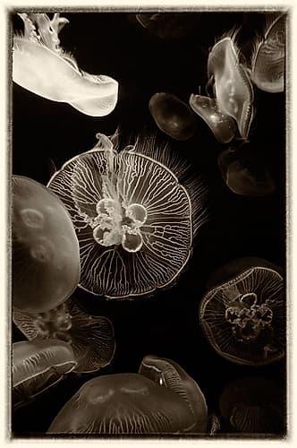 Antique Jellies 4 Art Print